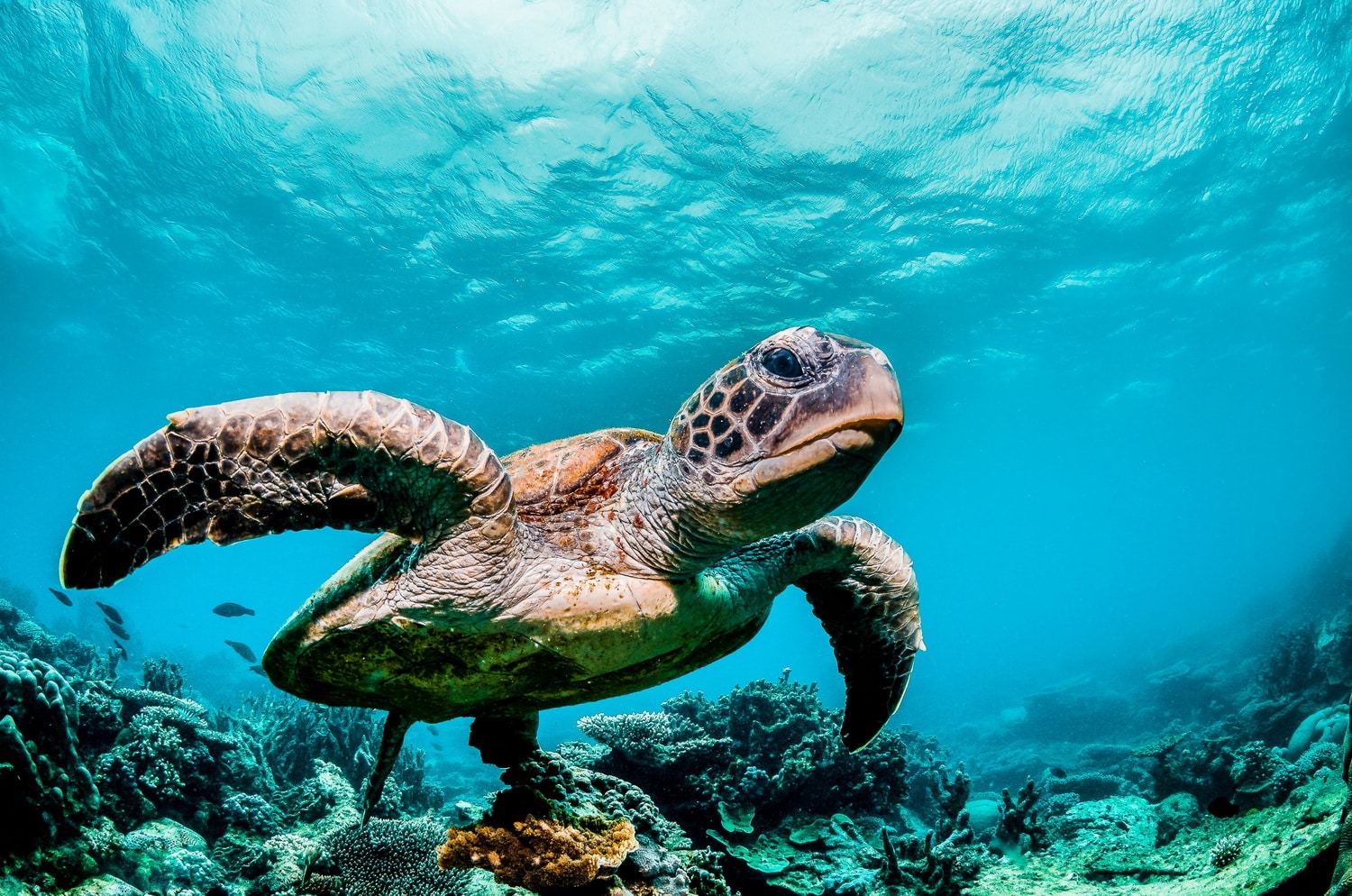 SAS-seeks-AI-to-protect-turtles-in-Galapagos.jpg